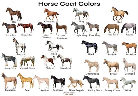 Different Horse Colors with Pictures | HorseBreedsPictures.com Dapple Horse, Horse Color Chart, Animals Sculpture, Horse Coat Colors, Birth Colors, Horse Facts, Horse Colors, Horse Eye, Horse Dressage