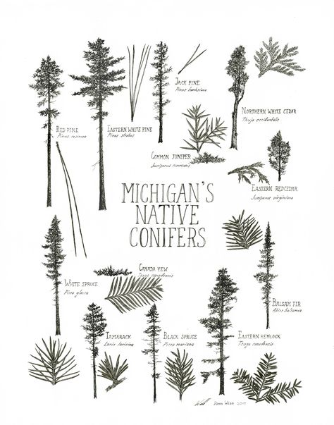 Michigan's Native Conifers | Etsy Michigan Trees, Michigan Tattoos, Pine Tattoo, Northern White Cedar, White Pine Tree, Michigan Adventures, Pine Tree Tattoo, Trees Art, Scale Drawing