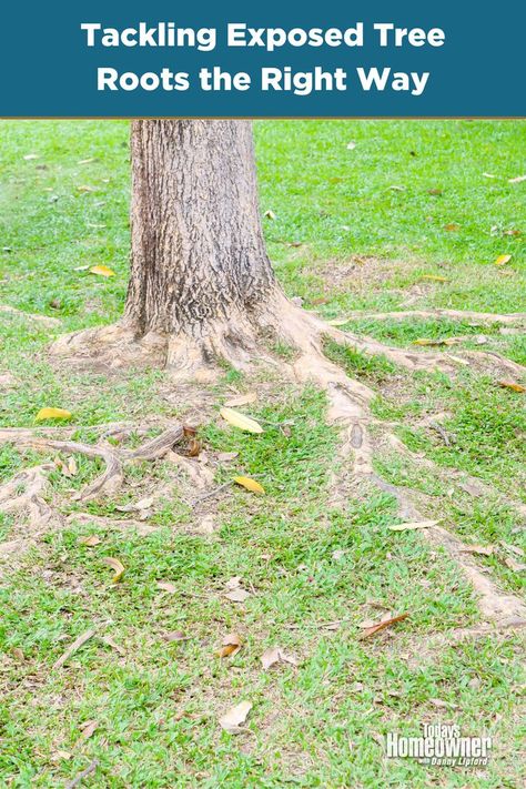 Exterior shot showing a tree with its roots above the ground, protruding through the lush green lawn. Tree Root Removal, Exposed Tree Roots, Backyard Landscape Design, Landscape Backyard, Trees For Front Yard, Landscaping Around Trees, Landscape Design Ideas, Design Backyard, Lawn Alternatives