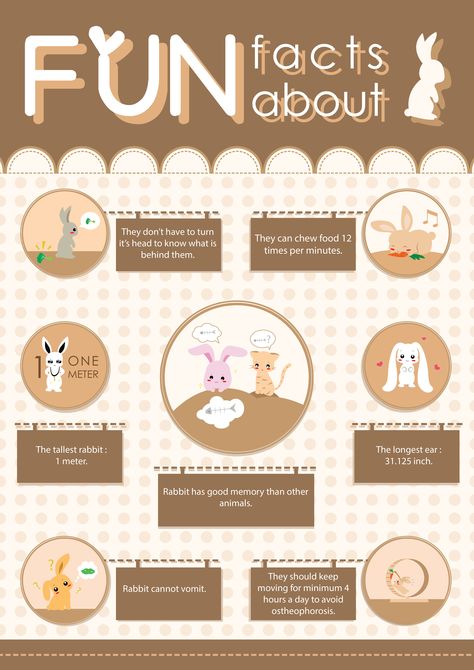 Infographic : FUN Facts About Rabbit ^^ Bunny Information, Rabbit Infographic, Facts About Bunnies, Types Of Bunnies, America Revolution, Facts About Rabbits, Secret Life Of Rabbits, Rabbit Cafe, Bunny Care Tips