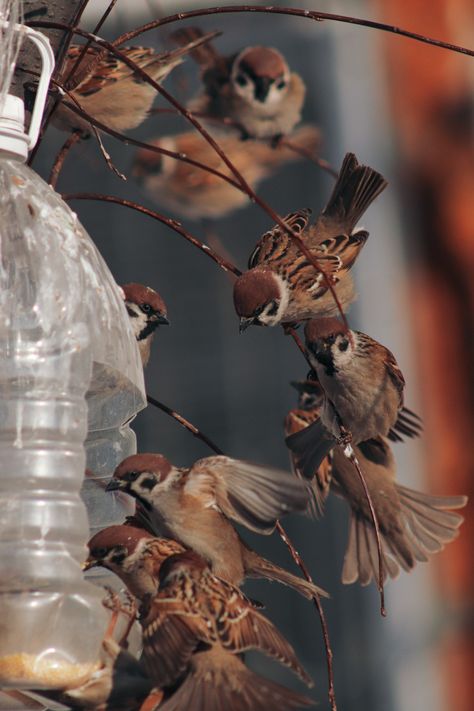 Ornithology Aesthetic, Sparrow Aesthetic, Birds Sparrow, Bird Aesthetic, Coffee Seed, Finches Bird, Sparrow Bird, House Sparrow, Brown Bird