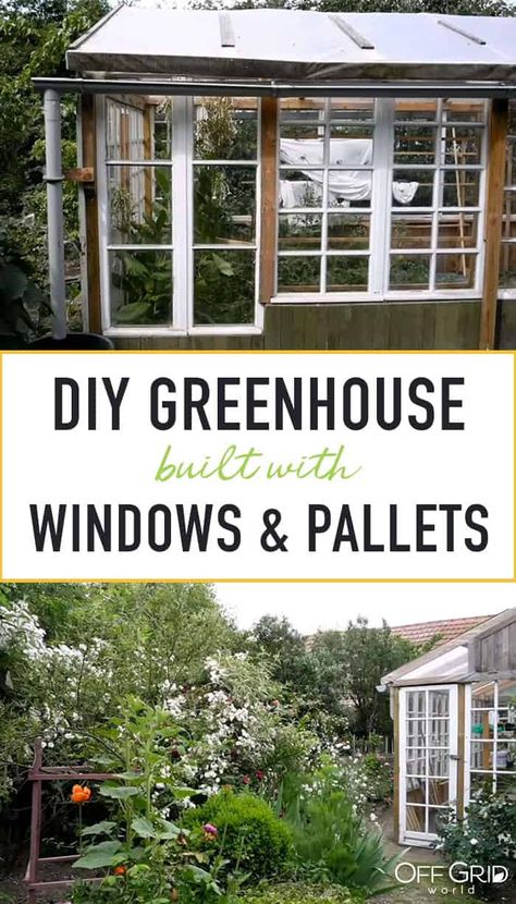 Pallet And Window Greenhouse, Diy Greenhouse Plans With Old Windows, Greenhouse Made From Pallets, Greenhouse From Pallets, Greenhouse Made With Old Windows, Diy Greenhouse Old Windows, Greenhouse Diy Old Windows, Greenhouse From Old Windows Diy, Diy Greenhouse With Old Windows