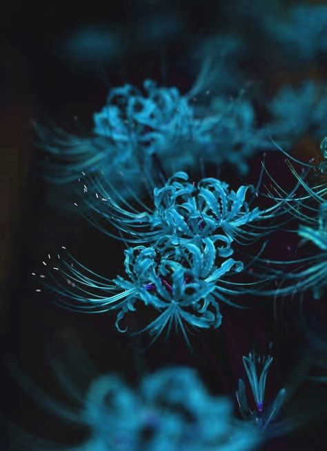 Blue Spider Lily Wallpaper, Spider Lillies, Blue Spider Lily, Black And Blue Wallpaper, Anime Flower, Lily Wallpaper, Red Spider Lily, Spider Lily, Artsy Aesthetic