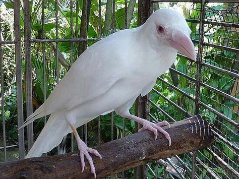 Rare albino crow... Albino Crow, Rare Albino Animals, White Raven, White Crow, White Animals, Crows And Ravens, Albino Animals, Crows Ravens, Rare Animals