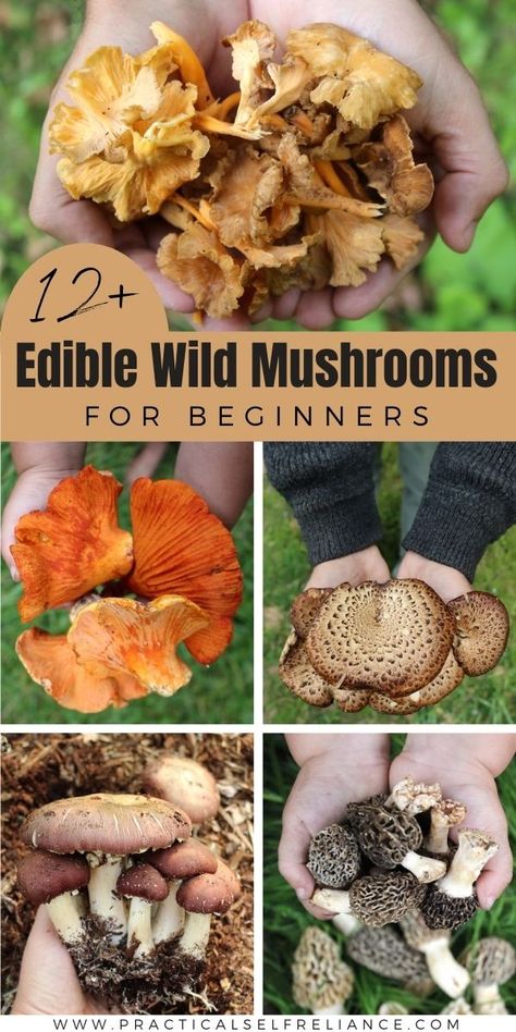 13+ Edible Wild Mushrooms for Beginners Edible Wild Mushrooms Identification, Eatable Mushrooms Wild, Mushroom Types Edible, Forging For Mushrooms, Pnw Mushroom Foraging, Pacific Northwest Mushrooms, Edible Mushrooms Identification, Wild Mushrooms Recipes, Edible Plants Survival