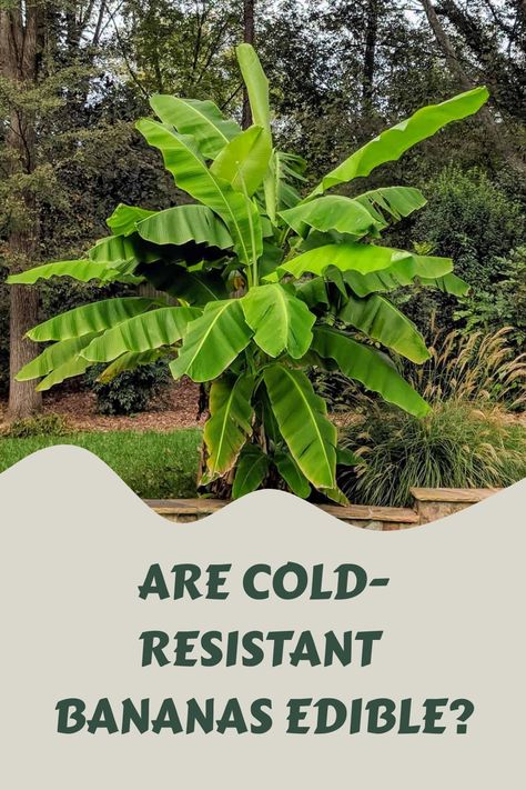 [object Object] How To Grow Bananas, Banana Plant, Plant Varieties, Pink Banana, Banana Plants, Banana Tree, Tropical Climate, Outdoor Decor Backyard, Plant Species