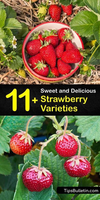 Learn the difference between strawberry varieties like Allstar, Albion, Chandler, Earliglow, and Everbearing. Study these bright red strawberry plants and find out which ones work for the region… Gardening Strawberries, Canning Jams, Types Of Strawberries, Everbearing Strawberries, Strawberry Varieties, Homestead Gardening, Alpine Strawberries, Fruit Bushes, Hardiness Zones