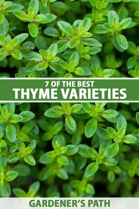 Wooly Thyme, Growing Thyme, Raised Garden Beds Diy Vegetables, Herbs Growing, Thyme Plant, Drought Tolerant Perennials, Plant Names, Lawn Alternatives, Vegetable Benefits