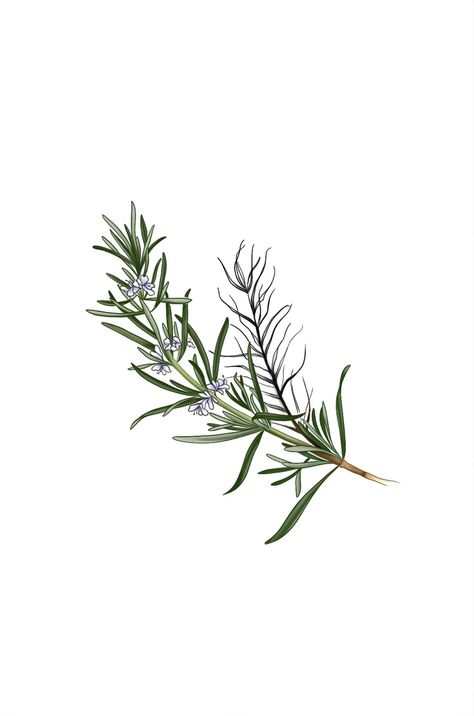 Rosemary Flower Tattoo, Rosemary Tattoo, Rosemary Flower, Mini Tattoos, Tattoo Sketches, Rosemary, Flower Tattoo, I Tattoo, Dandelion