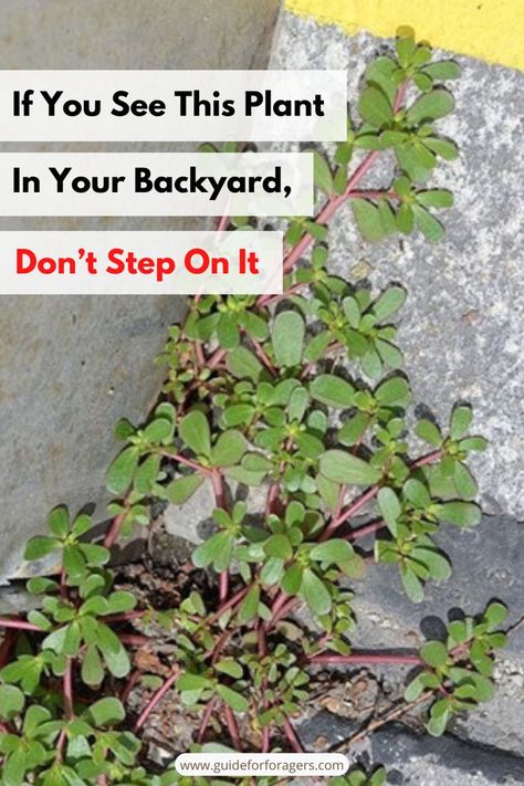 This neglected plant is more delicious and nutritious than most garden plants people care for. If you pull out this weed to protect your crops, you throw away something much more valuable. Calorie for calorie, purslane is one of the most nutrient-dense foods on earth. Click to learn more about this plant, as well as other 400 delicious and nutritious plants that are included in The Forager's Guide to Wild Foods. Medicinal Wild Plants, Wild Food Foraging, Edible Wild Plants, Backyard Plants, Spot It, Garden Help, Wild Food, Wild Plants, Edible Plants