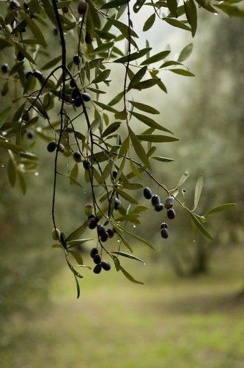 Wild Olive Tree, Black Olive Tree, Olive Branches, Landscape Concept, Tattoo Project, Olive Trees, Olive Gardens, Art Wallpaper Iphone, Olive Leaf