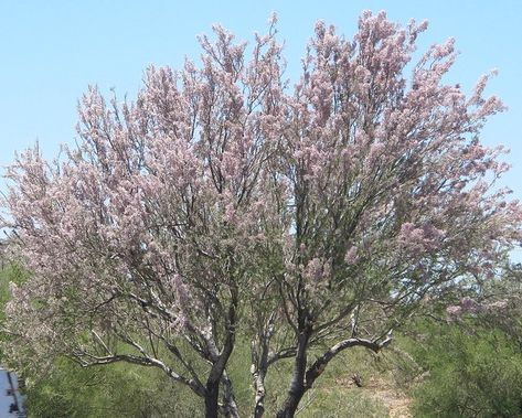 Desert Ironwood in bloom Ironwood Tree, Drought Tolerant Trees, Desert Trees, Texas Garden, Desert Hot Springs, Plant Guide, Desert Homes, Central Texas, Yard Design