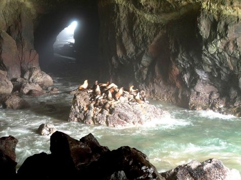 Oregon Sea Lion Caves - Pitstops for Kids Oregon Caves, Florence Oregon, Visit Oregon, Oregon Vacation, Sea Cave, Oregon Trip, Oregon Road Trip, Beautiful Oregon, Travel Oregon