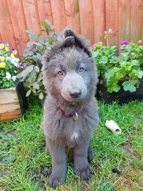 Shieva, the blue German Shepherd😍 Blue German Shepherd, Positive Dog Training, Black German Shepherd, Blue Bay, German Shepards, Yorkshire Terrier Puppies, Terrier Puppies, Shepherd Dogs, Sweet Dogs