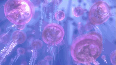 Pink Purple Banner Gif, Purple Discord Banner Animated, Light Purple Banner Gif, Purple Gif Aesthetic, Purple Header Gif, Pink And Purple Banner, Light Purple Banner, Purple Anime Gif, Purple Asthetics Wallpaper