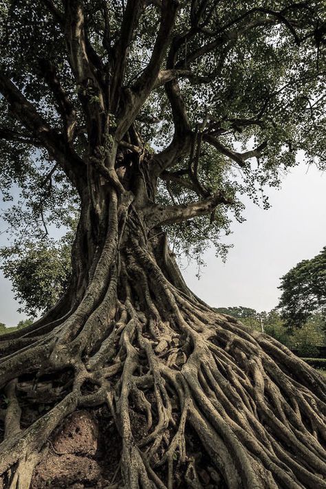 Nature Reference, Jungle Tree, Twisted Tree, James Jean, Lehenga Blouse, Board Decoration, Diagram Architecture, Tree Roots, Tropical Rainforest