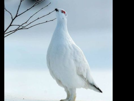 Willow Ptarmigan, Kinds Of Birds, Game Birds, Arctic Animals, Nature Birds, Little Birds, Birdy, Wildlife Photography, Love Birds