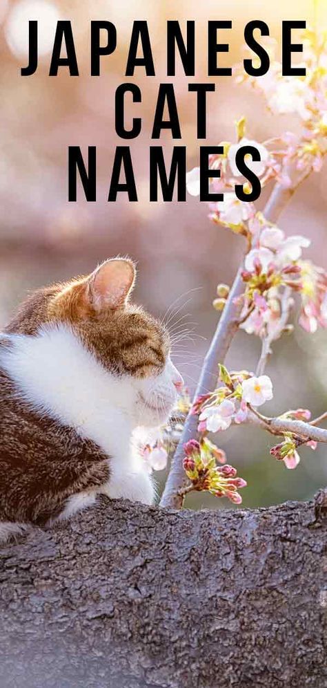 Japanese Cat Names - 180 Awesome Ideas Inspired By Japan Japanese Cat Names, Girl Cat Names, Cat Breeds Ragdoll, Unique Cat Names, Asian Cat, Cute Cat Names, Huge Cat, Japanese Bobtail, Bobtail Cat