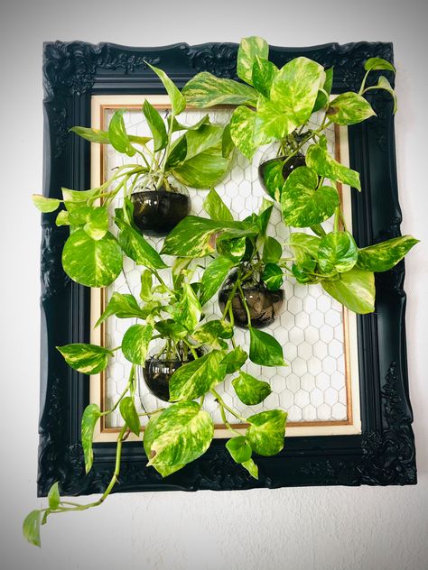 Propagating Wall Ideas, Picture Frame With Plants, Picture Frame Planter Diy, Picture Frame Plant Wall, Pothos Display, Plants In Frames, Plant Frame Wall Decor, Plant In Frame, Plant Picture Frame