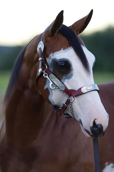 Majestic Horse, All The Pretty Horses, Horse Crazy, Horse Photos, Horse Coloring, Pretty Horses, Quarter Horse, Horse Photography, E Card