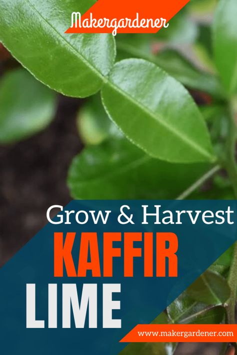 Kaffir Lime Plant, Lime Plant, Manure Composting, Grow Lemongrass, Growing Vegetables At Home, Lime Leaves, Kaffir Lime Leaves, Backyard Vegetable Gardens, Kaffir Lime