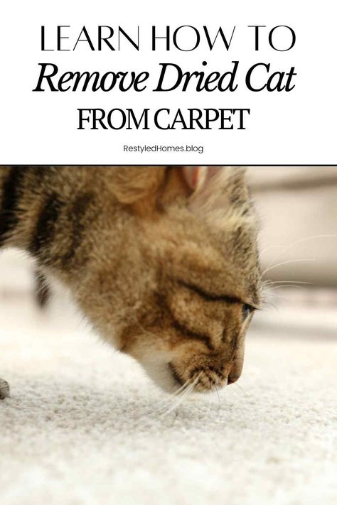 How To Get Cat Pee Smell Out Of Carpet, How To Get Animal Pee Out Of Carpet, Carpet Cleaner Homemade Cat Urine, How To Get Cat Urine Out Of Carpet, How To Get Out Cat Urine Smell, How To Clean Cat Urine Out Of Carpet, Get Rid Of Cat Pee Smell Carpets, Get Cat Pee Out Of Carpet, Remove Cat Pee From Carpet