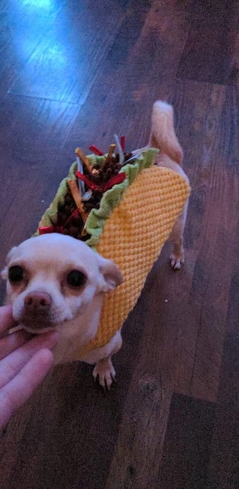 Dog Mexican Outfit, Chihuahua Halloween Costumes, Dog Costumes Chihuahua, Halloween Costumes For Chihuahuas, Chihuahua Costumes, Chihuahua With Sombrero, Chihuahua In Sombrero, Dog Halloween Costumes, Dog Costume