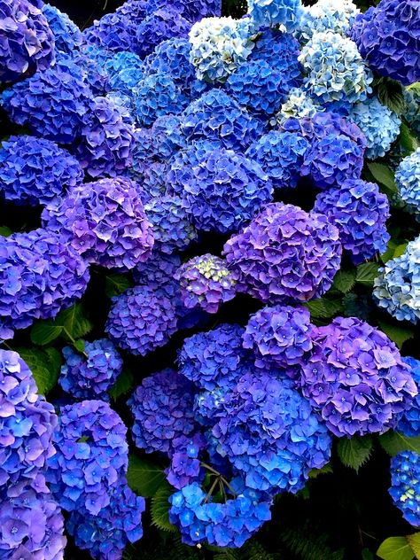 Portland and Cannon Beach | Two Peas & Their Pod Hydrangea Landscaping, Tattoo Plant, Cannon Beach Oregon, Hydrangea Care, Hydrangea Garden, Hydrangea Purple, Cannon Beach, Hydrangea Flower, Blue Hydrangea