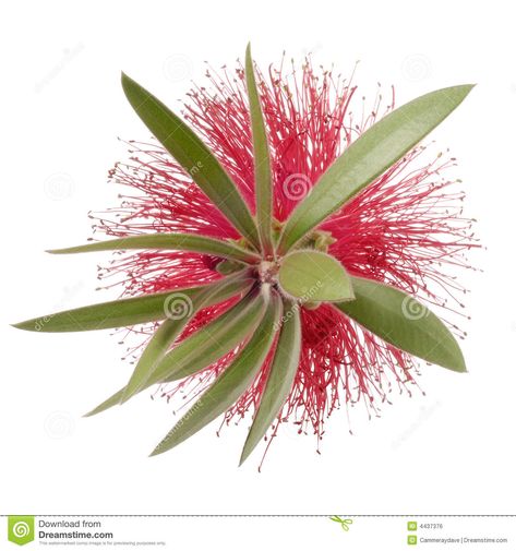 Photo about Bottle Brush flower isolated on a white background. Image of australia, bottlebrush, brush - 4437376 Bottle Brush Flower, Brush Flower, Australian Nature, Nature Illustrations, Line Sketch, Bottle Brush, Nature Wildlife, Nature Illustration, Flower Illustration