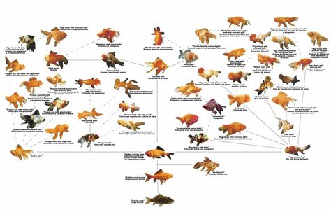 Fantail Goldfish : Photo Goldfish Species, Shubunkin Goldfish, Goldfish Breeding, Goldfish Types, Oranda Goldfish, Fantail Goldfish, Goldfish Aquarium, Pet Goldfish, Goldfish Art