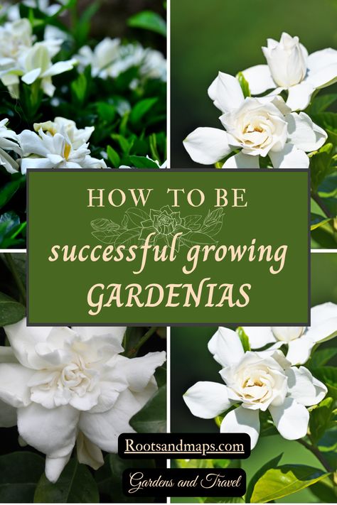 Success growing Gardenias is not difficult. The Gardenia is a plant that perfectly makes the case for the idea of “right plant-right place” that we have been taught for so long! We do need to plant the gardenias where they grow best. The Gardenia has simple but specific requirements and if we can meet them we will succeed.  Here are the key requirements of the gardenia. Missing these steps are the errors most likely to cause disappointment. Gardenia On Trellis, Gardenia Plant Care, Growing Gardenias, Gardenia Garden, Gardenia Bush, Gardenia Plant, Fall Borders, Plant Help, Tropical Gardens