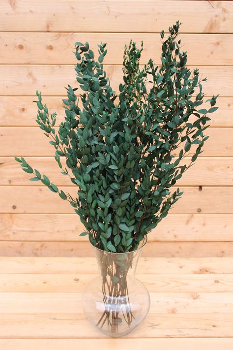 Eucalyptus: Preserved-Dried Parvifolia Teardrop Bunch - Green | Bouque – SolaFlowerStore Greenery For Bouquets, Green Bouquet Wedding, Bouquets Eucalyptus, Preserved Eucalyptus, Greenery Bouquet, Green Bouquet, Fake Succulents, Plant Gift, Wedding Order