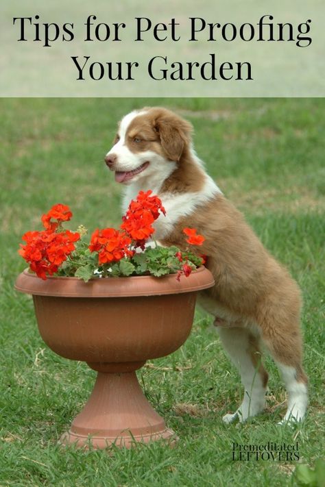 Tips for Pet Proofing Your Garden Shade Loving Plants, Dog Friendly Garden, Cat Safe Plants, Puppy Proofing, Dog Yard, A Safe Place, Dog Care Tips, Pet Care Tips, Pet Hacks