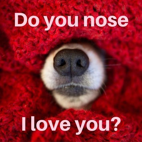 Valentines For Dogs, Dog Valentines Day Photoshoot, Dog Valentine Photos, Valentines Images Pictures, Dog Valentines Sayings, Pet Valentines, Dog Paw Print Art, Valentine's Day Images, Valentines Dog