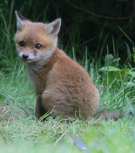 Fox Pups, Young Fox, Fox Pictures, Rare Animals, Wild Dogs, Silly Animals, Baby Fox, Cute Fox, Animal Photo