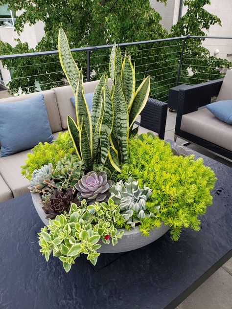 Design tips and plant combination ideas for containers | Garden Making Snake Plant And Succulents, Garden Pot Plant Ideas, Succulent Container Ideas, Snake Plant Pot, Shade Tolerant Plants, Succulent Garden Design, Herb Garden Design, Potted Plants Outdoor, Vertical Garden Diy