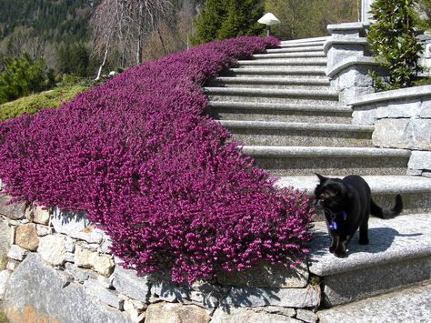 erica carnea Heather Garden Ideas, Erica Carnea, Heather Garden, Heather Gardens, Salvia Nemorosa, Heather Plant, Small Garden Landscape, Temple Gardens, Backyard Plants