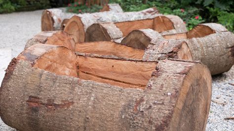 Wood Projects From Fallen Trees, Fallen Tree Projects, Backyard Hill, Primitive Tree, Hill Landscaping, Red Oak Tree, Log Ideas, Tree Projects, Pecan Tree