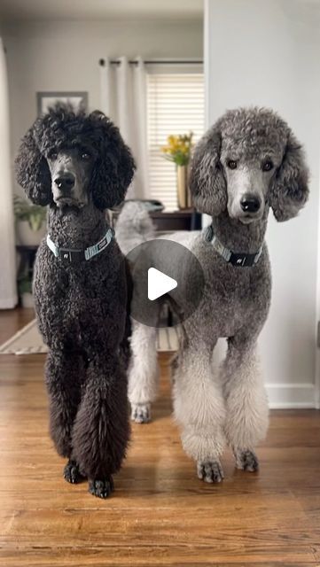 𝐀𝐈𝐊𝐎 & 𝐘𝐔𝐊𝐈 on Instagram: "Have you ever wondered what it’s like to be a poodle mom/dad?  . @blue.licorice.poodle @doublepoodlestandards @baronwhitediamond @poodlegoesshopping @standardpoodlebbb @bogartthehollywooddood  . . #reels #trendingreels #reelsofinstagram  #dogreels #dogreelsofinstagram #poodleoftheday #cuteboy #yuki #poodledad #aiko #poodlemom  #dogsofinstagram #doglife #dogstagram #doglove #dogloversofinstagram #beautifuldog #lovemydogs #dogsforlife #gooddoggo #dogsofinstaworld #mydog #instamood #love #lovemydog #gooddog #standardpoodle #standardpoodlesofinsta" Male Poodle Haircut Styles, Big Poodle Dogs, Poodle Haircut Styles Teddy Bears, Short Poodle Haircut, Poodle Mohawk, Standard Poodle Haircut Styles, Toy Poodle Puppy Cut, Poodle Puppy Cut, Standard Poodle Cuts