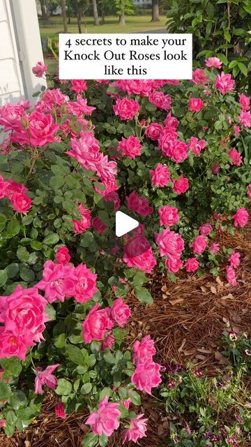 Sara McDaniel on Instagram: "Knock Out Roses are one of the EASIEST shrubs to grow and maintain. Plus they are an absolute showstopper! Here are my four best tips you can replicate to get the same results. (For reference I live in Zone 8.) (Comment ROSES & and I’ll send you a source for Knock Out Roses.)   🌸Knock Out Roses LOVE full sun! My roses sit along with south and west walls of my home and get at least 8 hours a day of sun. They soak up all that glorious heat and light and love it!   🌸With regular deadheading, my roses erupt between April and January (yes January) each year. They will bloom continuously until the temps really start to dip into the 30s and 40s.   🌸I love to use @miraclegro rose food to give them a little extra go go juice.  🌸 During the hot dry season, I use my s Knock Out Roses Landscape Ideas, White Knockout Roses, Knockout Roses In Landscaping, Roses In Front Of House, Rose Bushes Landscape, When To Plant Roses, Rose Garden Ideas, Double Knockout Roses, Rose Bush Care