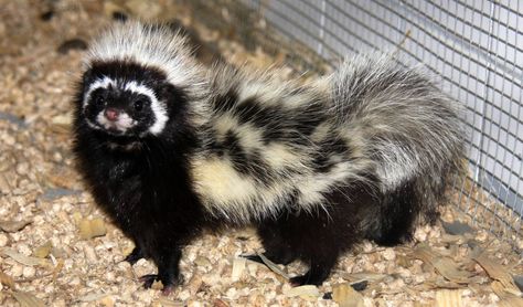 Striped polecat Striped Polecat, Japanese Raccoon Dog, Raccoon Dog, Interesting Animals, Rare Animals, Funny Birds, Pretty Animals, Silly Animals, Animals Of The World