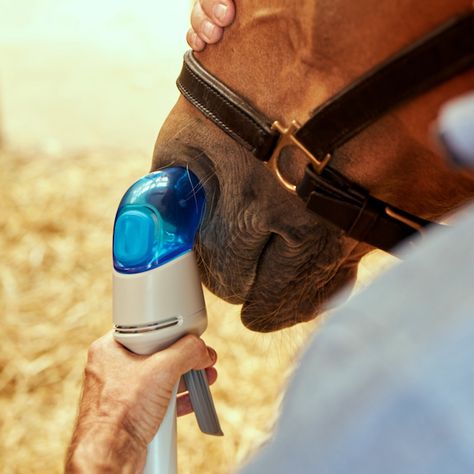 Managing your horses in the summer can be difficult, especially if they suffer from equine asthma or heaves. Learn more about equine respiratory resilience! Equine Acupressure, Respiratory Health, Horse Health, Optimal Health, Acupressure, Horse Rider, Respiratory, The Heat, Benefits