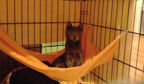 DIY Cage Hammock - PetDIYs.com Diy Cat Hammock, Cat Proofing, Cat Run, Diy Cat Toys, Homemade Cat, Cat Hammock, Image Chat, Indoor Cats, The Cage