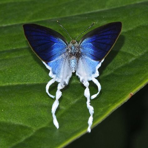 Fluffy Tit  |  Zeltus amasa Exotic Butterflies, Colorful Moths, Butterfly On Flower, Geometry In Nature, Beautiful Butterfly Photography, Butterfly Species, Moth Tattoo, Petting Zoo, Butterfly Images