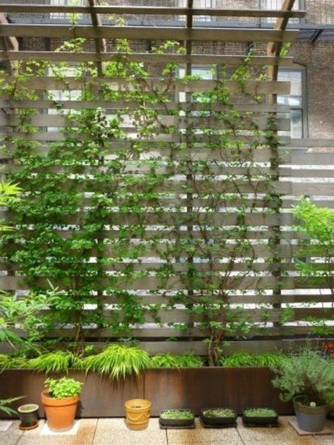 Climbing Plants For Balcony – 27 Super Ideas! | Decor 10 Creative Home Design Modern Trellis, Planter Trellis, Garden Privacy, Garden Vines, Garden Screening, Balcony Plants, Trellis Design, Climbing Vines, Patio Interior