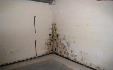 What to Do If There's Mold in Your Basement Remove Mold From Walls, Basement Odor, Mold In Basement, Clean Black Mold, Basement Diy, Concrete Basement Walls, Basement Insulation, Mold Prevention, Black Mold