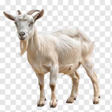 integrating goats into your farming practice goat farming goat care goat breeds png Goat Png Image, Goat Png, Goat Breeds, Goat Care, Invitation Background, Goat Farming, Transparent Image, Png Transparent, Png Image