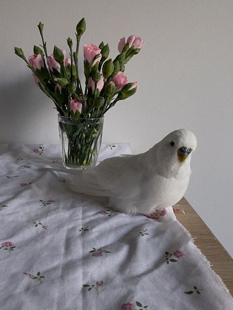 Pet Parakeet Aesthetic, Pet Budgie Aesthetic, Budgies Aesthetic, Parakeet Aesthetic, Budgie Aesthetic, Cockatiel Aesthetic, White Budgie, Croquette Aesthetic, Cute Cockatiel