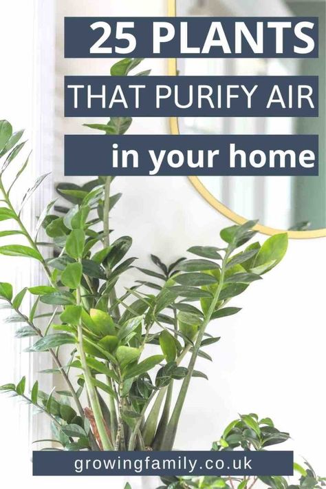 25 best indoor plants for oxygen and air purifying - Growing Family Plants For Oxygen, Indoor Plants For Oxygen, Oxygen Plant, Heart Leaf Philodendron, Air Cleaning Plants, Chinese Money Plant, Best Indoor Plants, Air Purifying Plants, Air Purifying