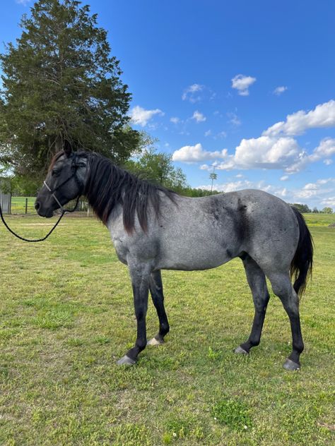 Cute Horse Riding Outfits, Blue Roan Horse, Horse Palomino, Roan Horse, Mounted Shooting, Horse Coats, Horse Riding Clothes, Future Farms, Farm Lifestyle